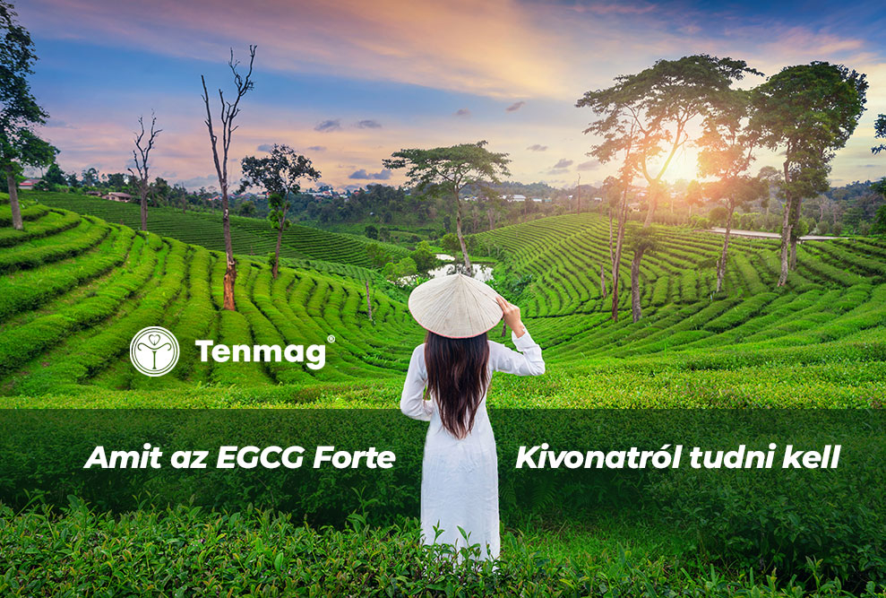 Amit az EGCG Forte Kivonatról tudni kell