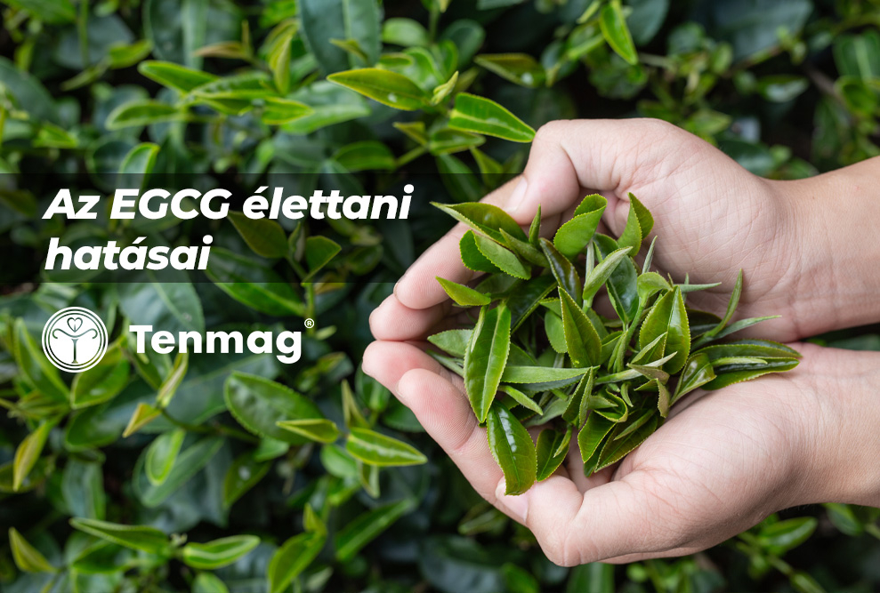 Az EGCG élettani hatásai 